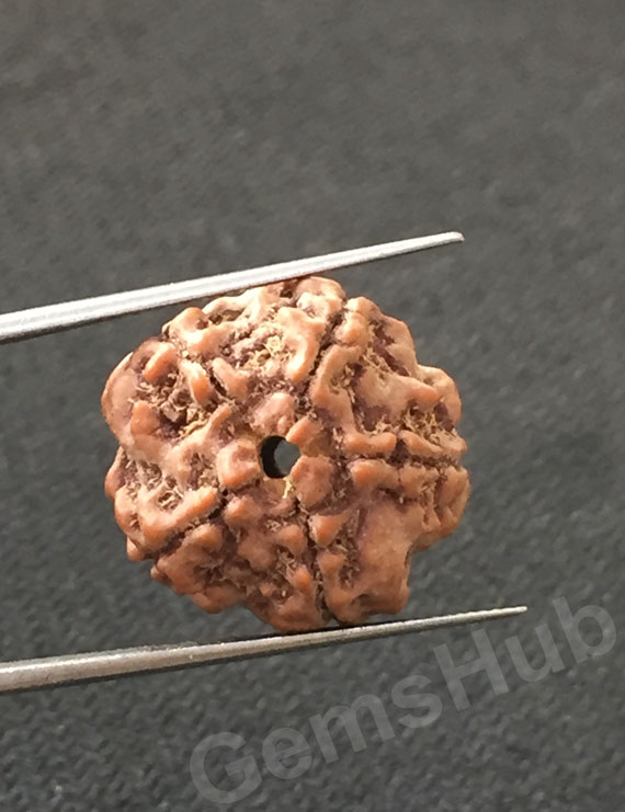 5 Mukhi Certified Nepali Rudraksha
